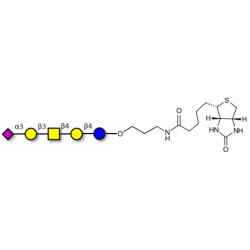 GM1b Ganglioside oligosaccharide linked to biotin (Linker-BT B)