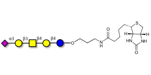 GM1b Ganglioside oligosaccharide linked to biotin (Linker-BT B)