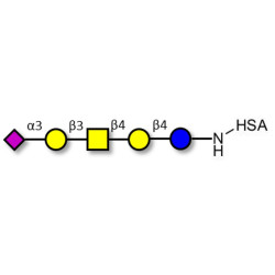 GM1b Ganglioside oligosaccharide grafted on HSA
