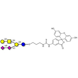 GD1b Ganglioside oligosaccharide linked to fluorescein (Linker-FLUO A)