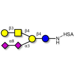 GD1b Ganglioside oligosaccharide grafted on HSA