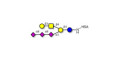 GT1c Ganglioside oligosaccharide grafted on HSA