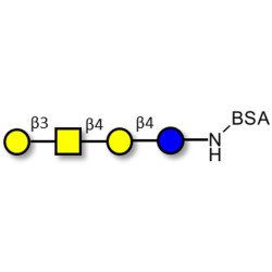 Asialo GM1 Ganglioside oligosaccharide (aGM1) grafted on BSA