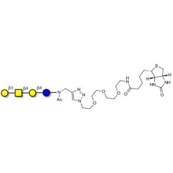 Asialo GM1 Ganglioside oligosaccharide (aGM1) linked to biotin (Linker-BT A)