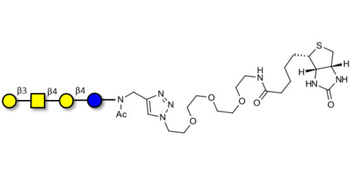 Asialo GM1 Ganglioside oligosaccharide (aGM1) linked to biotin (Linker-BT A) - GA1 ; Gangliotetraose
