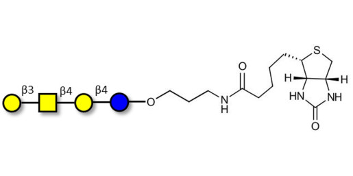 Asialo GM1 Ganglioside oligosaccharide (aGM1) linked to biotin (Linker-BT B) - GA1 ; Gangliotetraose
