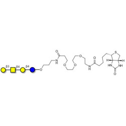 Asialo GM1 Ganglioside oligosaccharide (aGM1) linked to biotin (Linker-BT C)