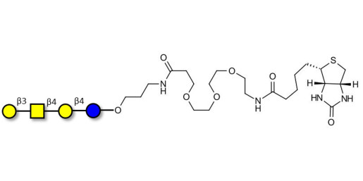 Asialo GM1 Ganglioside oligosaccharide (aGM1) linked to biotin (Linker-BT C) - GA1 ; Gangliotetraose
