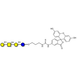 Asialo GM1 Ganglioside oligosaccharide (aGM1) linked to fluorescein (Linker-FLUO A)