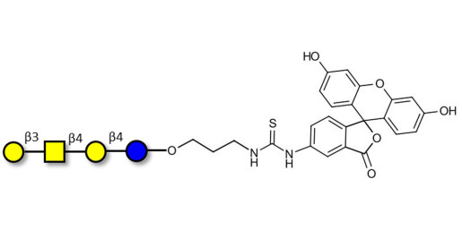 Asialo GM1 Ganglioside oligosaccharide (aGM1) linked to fluorescein (Linker-FLUO A) - GA1 ; Gangliotetraose