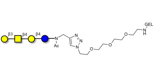 Asialo GM1 Ganglioside oligosaccharide (aGM1) grafted on gel for affinity chromatography (Linker-GEL A) - GA1 ; Gangliotetraose