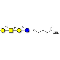 Asialo GM1 Ganglioside oligosaccharide (aGM1) grafted on gel for affinity chromatography (Linker-GEL B)