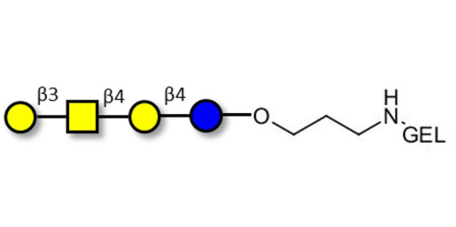 Asialo GM1 Ganglioside oligosaccharide (aGM1) grafted on gel for affinity chromatography (Linker-GEL B) - GA1 ; Gangliotetraose