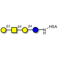 Asialo GM1 Ganglioside oligosaccharide (aGM1) grafted on HSA