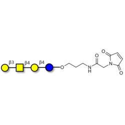 Asialo GM1 Ganglioside oligosaccharide (aGM1) linked to maleimide (Linker-MAL A)