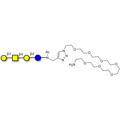 Asialo GM1 Ganglioside oligosaccharide (aGM1) with free terminal amine (Linker-NH2 C)
