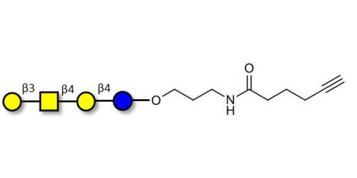 Asialo GM1 Ganglioside oligosaccharide (aGM1) with terminal alkyne (Linker-CΞCH C) - GA1 ; Gangliotetraose