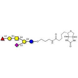 Fucosyl GM1 Ganglioside oligosaccharide linked to biotin (Linker-BT B)