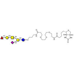 Fucosyl GM1 Ganglioside oligosaccharide linked to biotin (Linker-BT C)