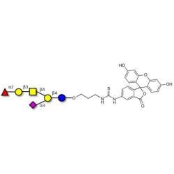 Fucosyl GM1 Ganglioside oligosaccharide linked to fluorescein (Linker-FLUO A)