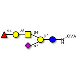 Fucosyl GM1 Ganglioside oligosaccharide grafted on OVA