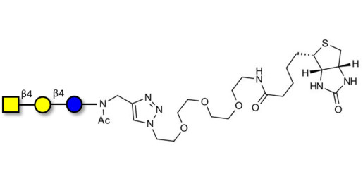 Asialo GM2 Ganglioside oligosaccharide (aGM2) linked to biotin (Linker-BT A) -  GA2