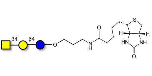 Asialo GM2 Ganglioside oligosaccharide (aGM2) linked to biotin (Linker-BT B) -  GA2