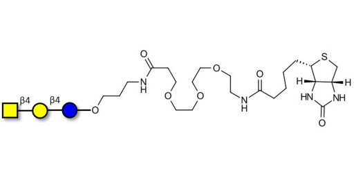 Asialo GM2 Ganglioside oligosaccharide (aGM2) linked to biotin (Linker-BT C) -  GA2