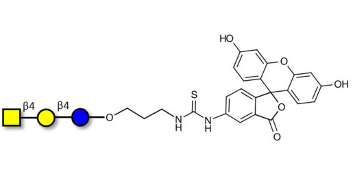 Asialo GM2 Ganglioside oligosaccharide (aGM2) linked to fluorescein (Linker-FLUO A) -  GA2