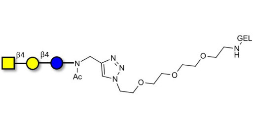 Asialo GM2 Ganglioside oligosaccharide (aGM2) grafted on gel for affinity chromatography (Linker-GEL A) -  GA2