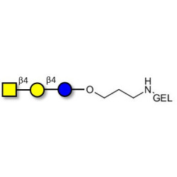 Asialo GM2 Ganglioside oligosaccharide (aGM2) grafted on gel for affinity chromatography (Linker-GEL B)