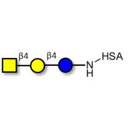 Asialo GM2 Ganglioside oligosaccharide (aGM2) grafted on HSA
