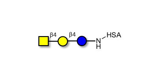 Asialo GM2 Ganglioside oligosaccharide (aGM2) grafted on HSA -  GA2