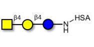 Asialo GM2 Ganglioside...