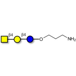 Asialo GM2 Ganglioside oligosaccharide (aGM2) with free terminal amine (Linker-NH2 A)