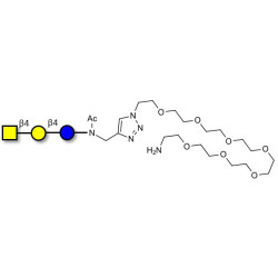 Asialo GM2 Ganglioside oligosaccharide (aGM2) with free terminal amine (Linker-NH2 C)