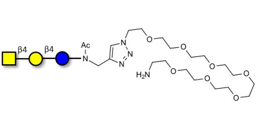 Asialo GM2 Ganglioside oligosaccharide (aGM2) with free terminal amine (Linker-NH2 C) -  GA2