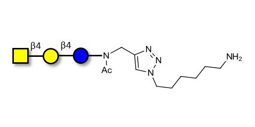 Asialo GM2 Ganglioside oligosaccharide (aGM2) with free terminal amine (Linker-NH2 D) -  GA2