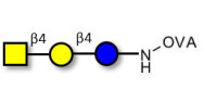 Asialo GM2 Ganglioside...