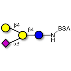 GM2 Ganglioside oligosaccharide analogue grafted on BSA