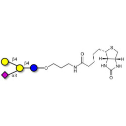 GM2 Ganglioside oligosaccharide analogue linked to biotin (Linker-BT B)