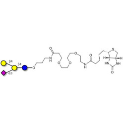 GM2 Ganglioside oligosaccharide analogue linked to biotin (Linker-BT C)