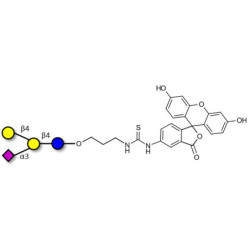 GM2 Ganglioside oligosaccharide analogue linked to fluorescein (Linker-FLUO A)