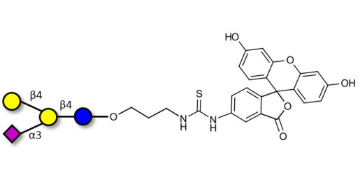 GM2 Ganglioside oligosaccharide analogue linked to fluorescein (Linker-FLUO A)