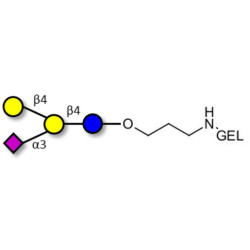 GM2 Ganglioside oligosaccharide analogue grafted on gel for affinity chromatography (Linker-GEL B)
