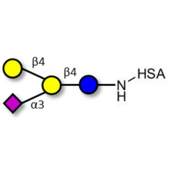 GM2 Ganglioside oligosaccharide analogue grafted on HSA