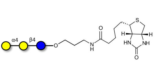 Globotriose (Gb3) linked to biotin (Linker-BT B) - Pk antigen