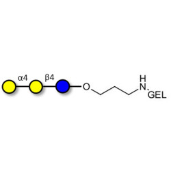Globotriose (Gb3) grafted on gel for affinity chromatography (Linker-GEL B)