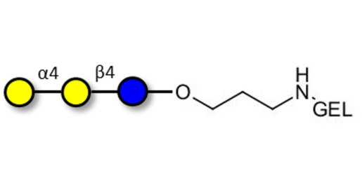 Globotriose (Gb3) grafted on gel for affinity chromatography (Linker-GEL B) - Pk antigen