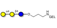 Globotriose (Gb3) grafted...